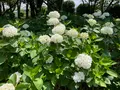 相模原北公園 アジサイ園の写真_692794