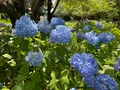 相模原北公園 アジサイ園の写真_692797