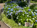 相模原北公園 アジサイ園の写真_692799