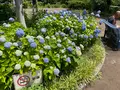 相模原北公園 アジサイ園の写真_692801