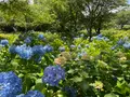 相模原北公園 アジサイ園の写真_692802