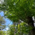 角館武家屋敷通りの写真_695650