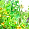 北川村「モネの庭」マルモッタンの写真_695972