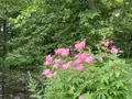 六花の森の写真_700203