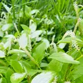 湯布院温泉の写真_700941