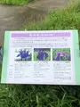 水郷潮来あやめ園の写真_701666