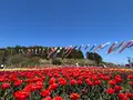 サラキ岬の写真_704235