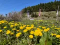 サラキ岬の写真_704239