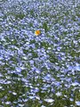 道の駅足柄・金太郎のふるさとの写真_707311