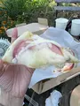 やまなし内藤農園／PESCA-SHOPの写真_709420