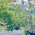 東金ジャンボブルーベリー エクスファーム 極上ブルーベリー体験の写真_710730