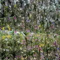 チームラボプラネッツ TOKYO (teamLab Planets TOKYO) DMMの写真_713866