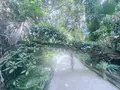 青島亜熱帯性植物群落の写真_717822