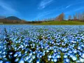 生駒高原の写真_719896