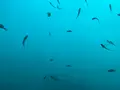 勝浦海中公園海中展望塔の写真_720026