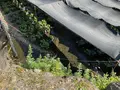 大王わさび農場の写真_720539