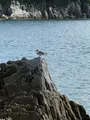 浄土ヶ浜の写真_723235