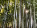 報国寺（竹寺）の写真_724521