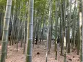 報国寺（竹寺）の写真_724528
