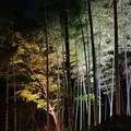 六義園の写真_728507