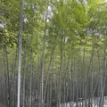 石清水八幡宮の写真_741709