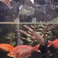 アトア（átoa）の写真_744656