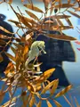 アトア（átoa）の写真_744657