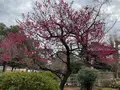 豪徳寺の写真_745947