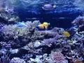 マクセル アクアパーク品川の写真_747069