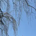 妙立寺（忍者寺）の写真_750214