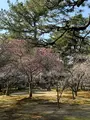 兼六園の写真_750246
