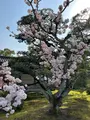 二条城の写真_752708