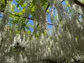 あしかがフラワーパークの写真_756760