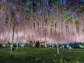 あしかがフラワーパークの写真_756761