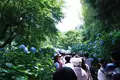 明月院（あじさい寺）の写真_81070