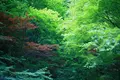 明月院（あじさい寺）の写真_81072