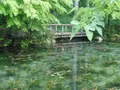 モネの池（名もなき池）の写真_81603