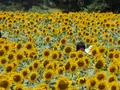 座間 座架依橋の写真_81681