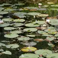 モネの池（名もなき池）の写真_82740