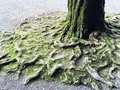 明治神宮の写真_83186