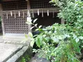 宇治上神社の写真_84959