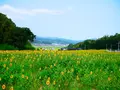 与謝野町ひまわり畑の写真_88332