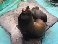 上野動物園の写真_89176