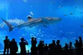沖縄美ら海水族館の写真_93164