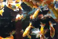 すみだ水族館の写真_94008