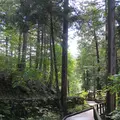 赤沢自然休養林の写真_96469
