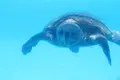 沖縄美ら海水族館の写真_97087