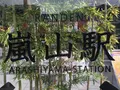 京都駅の写真_98414