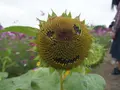 万博記念公園の写真_98475