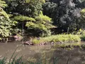 宝来公園の写真_98967